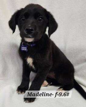 Golden Retriever and Border Collie Dogs Available for Adoption - Madeline | PetCurious