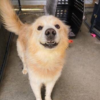 Golden Retriever and Great Pyrenees Dogs Available for Adoption in Morton Grove, Illinois - Beethoven | PetCurious