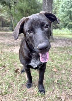 Rescue Mixed Breed Dogs for Adoption in Winnfield, Louisiana - Milo | PetCurious
