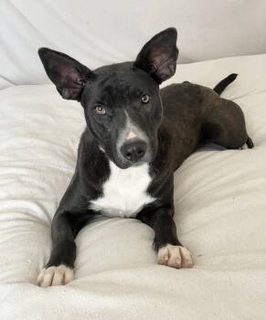 American Bully and Australian Cattle Dog Blue Heeler Dogs Available for Adoption in Burlington, North Carolina - Amazing Lorelei  | PetCurious