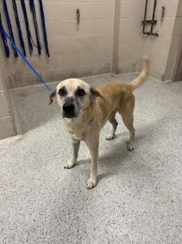 Rescue Australian Cattle Dog Blue Heeler and Mixed Breed Dogs for Adoption in Conroe, Texas - A420486 | PetCurious