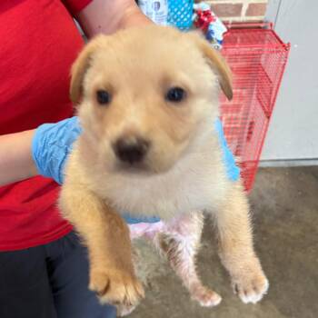 Shepherd Dogs Available for Adoption in Birmingham, Alabama - Jo | PetCurious
