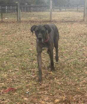Great Dane Dogs Available for Adoption - Athena  | PetCurious