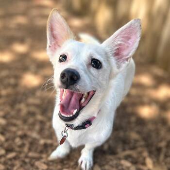 Whitney -  Chihuahua and Mixed Breed Dog for Adoption in Boerne, Texas - Whitney | PetCurious