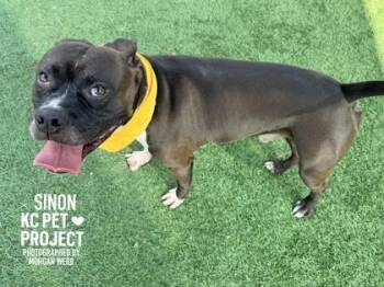 Sinon -  Pit Bull Terrier and Mixed Breed Dog for Adoption in Kansas City, Missouri - Sinon | PetCurious