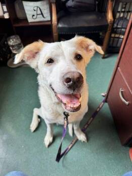 Aelia -  Retriever Dog for Adoption in Williamsport, Pennsylvania - Aelia | PetCurious