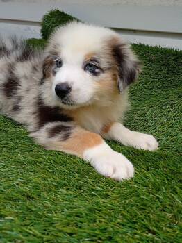 Skylar  -  Australian Shepherd Dog for Sale in Fort Worth, Texas - Skylar  | PetCurious