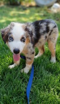 Skylar  -  Australian Shepherd Dog for Sale in Fort Worth, Texas - Skylar  | PetCurious