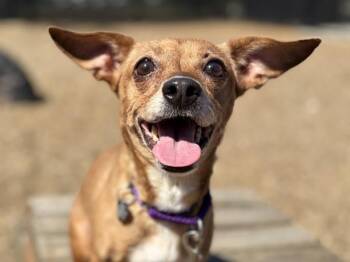 Sassy -  Chihuahua Dog for Adoption in Portland, Oregon - Sassy | PetCurious
