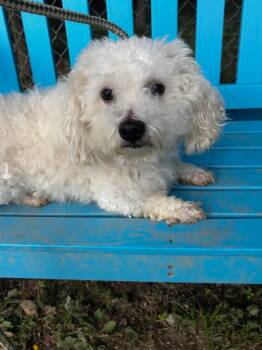 Tofu -  Poodle Dog for Adoption in Myerstown, Pennsylvania - Tofu | PetCurious