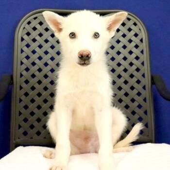 German Shepherd Dog Dogs Available for Adoption in Midland, Texas - Sitka | PetCurious