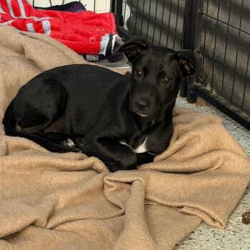 Winnie -  Black Labrador Retriever and Mixed Breed Dog for Adoption in Sunrise, Florida - Winnie | PetCurious