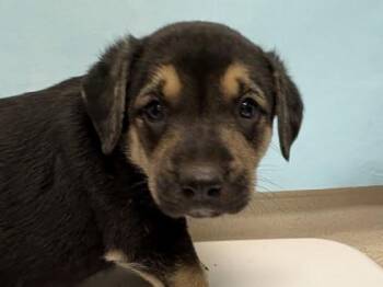 Alyssa -  Mixed Breed Dog for Adoption in Woodbury, Minnesota - Alyssa | PetCurious
