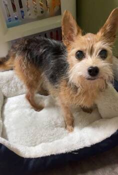 Manny -  Yorkshire Terrier Dog for Adoption in Saint Charles, Missouri - Manny | PetCurious
