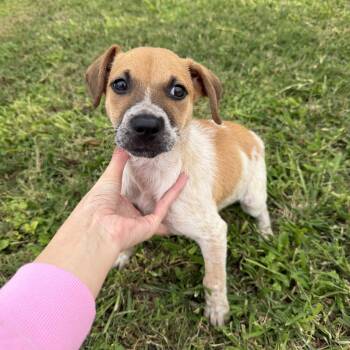 Australian Cattle Dog Blue Heeler Dogs Available for Adoption - Pancake | PetCurious