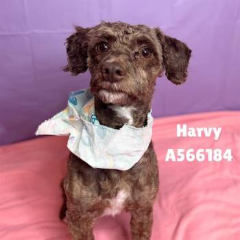 Poodle and Mixed Breed Dogs Available for Adoption - HARVY (BREEZY BOY) | PetCurious