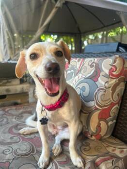 Janeth -  Chihuahua and Maltese Dog for Adoption in Calgary, Alberta - Janeth | PetCurious