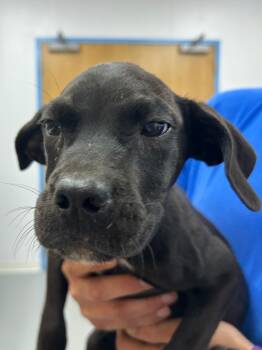 Rescue Terrier Dogs for Adoption in Hartsville, South Carolina - Van | PetCurious