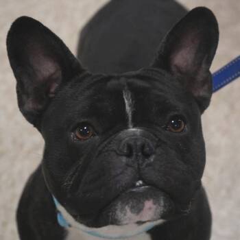 French Bulldog Dogs Available for Adoption - Revan | PetCurious