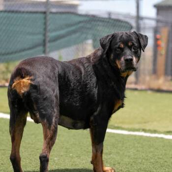 Sassy (MY26-89) -  Rottweiler Dog for Adoption in Peyton, Colorado - Sassy (MY26-89) | PetCurious