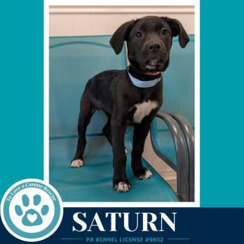 Labrador Retriever and Pit Bull Terrier Dogs Available for Adoption in Kimberton, Pennsylvania - Saturn  (Xena