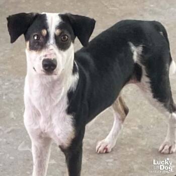 Lita -  Labrador Retriever and Beagle Dog for Adoption in Washington, District Of Columbia - Lita | PetCurious