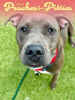 The Inspector -  Mixed Breed Dog for Adoption in Wichita, Kansas - The Inspector | PetCurious