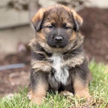 Flynn -  Mixed Breed Dog for Adoption in Spokane, Washington - Flynn | PetCurious