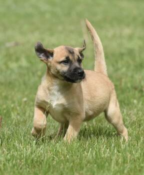 Australian Shepherd and Shepherd Dogs Available for Adoption in Mechanicsburg, Pennsylvania - Atkins | PetCurious