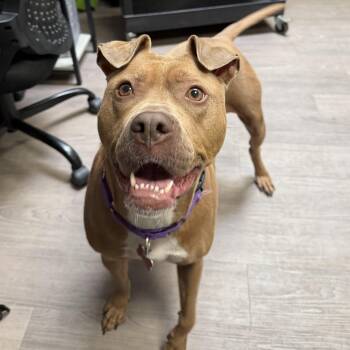Sandy -  Pit Bull Terrier and Mixed Breed Dog for Adoption in Detroit, Michigan - Sandy | PetCurious