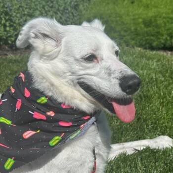 Cattle Dog and Mixed Breed Dogs Available for Adoption in Merriam, Kansas - Ace | PetCurious