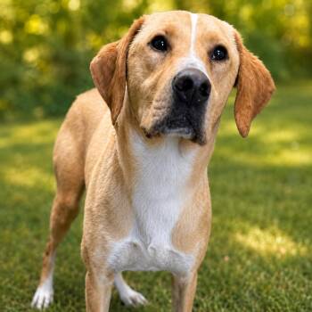 OGGIE -  Mixed Breed Dog for Adoption in Cranston, Rhode Island - OGGIE | PetCurious