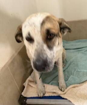 Daisy -  Lancashire Heeler Dog for Adoption in Deming, New Mexico - Daisy | PetCurious