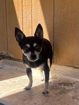 Rescue Chihuahua Dogs for Adoption in Deming, New Mexico - Nessie | PetCurious