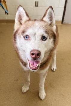 KODA -  Siberian Husky Dog for Adoption in Derwood, Maryland - KODA | PetCurious
