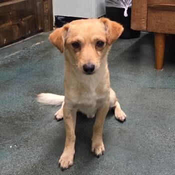 Clay -  Spaniel Dog for Adoption in Chico, California - Clay | PetCurious