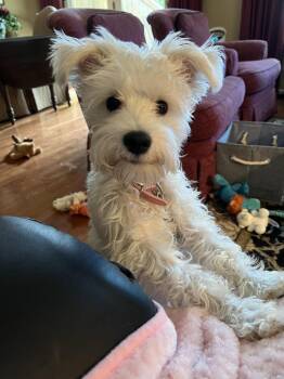 Schnauzer Dogs Available for Adoption - Jessie | PetCurious