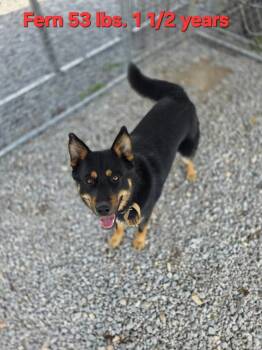 Shepherd Dogs Available for Adoption - Fern | PetCurious