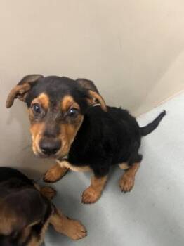 Sunflora -  Rottweiler and Mixed Breed Dog for Adoption in New Orleans, Louisiana - Sunflora | PetCurious