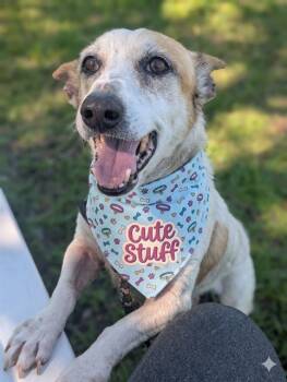 Mixed Breed Dogs Available for Adoption in Jacksonville, Florida - TYSON | PetCurious