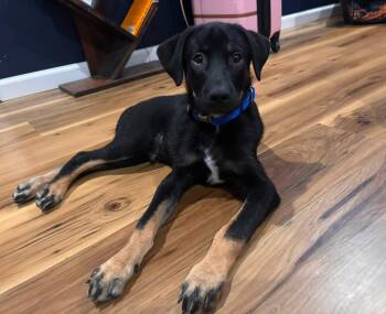 Elliott -  Black Labrador Retriever Dog for Adoption in Manhattan, Kansas - Elliott | PetCurious