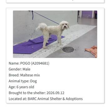 Pogo -  Maltese Dog for Adoption in Aurora, Colorado - Pogo | PetCurious