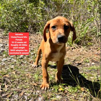 Vizsla and Hound Dogs Available for Adoption - Velvetta  | PetCurious