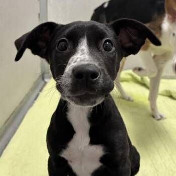 Sprout -  Terrier Dog for Adoption in Des Moines, Iowa - Sprout | PetCurious