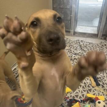 Banana -  Shepherd and Mixed Breed Dog for Adoption in Wilmington, Delaware - Banana | PetCurious