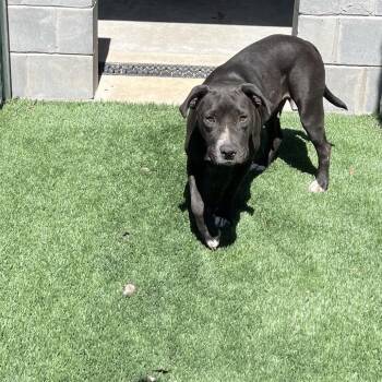 Roxy -  Pit Bull Terrier Dog for Adoption in Richmond Hill, Georgia - Roxy | PetCurious