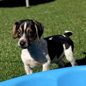 Rusty -  Jack Russell Terrier and Beagle Dog for Adoption in La Grange, Kentucky - Rusty | PetCurious