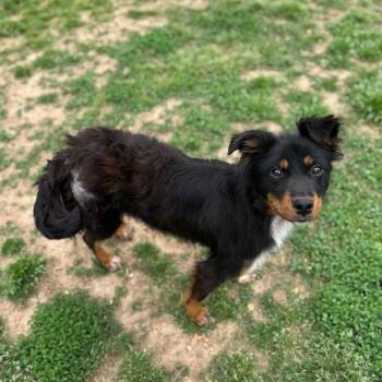 Australian Shepherd Dogs Available for Adoption in Brownsboro, Alabama - Teagan | PetCurious