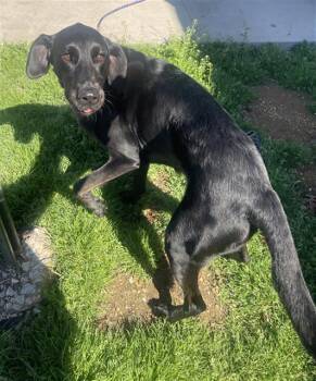 Labrador Retriever Dogs Available for Adoption - CARMEN | PetCurious