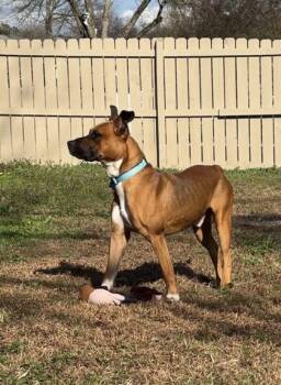 Mixed Breed Dogs Available for Adoption in Chamblee, Georgia - Boomshakalaka | PetCurious
